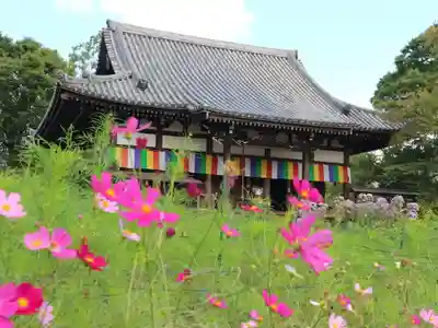 般若寺 ❁コスモス寺❁の本殿・本堂