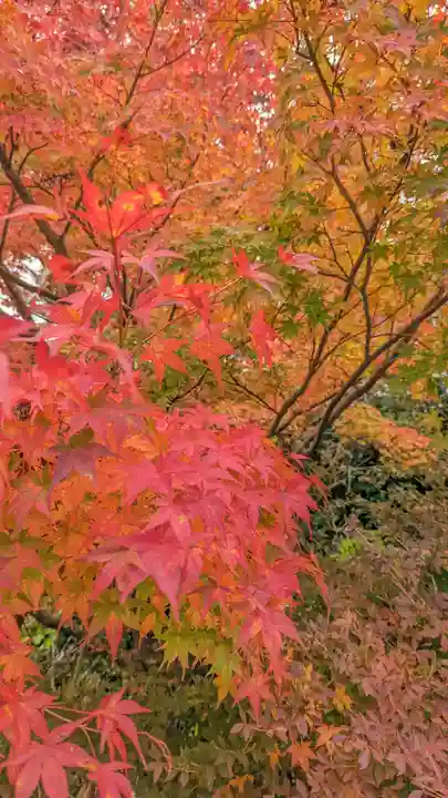 鍬山神社(京都府)