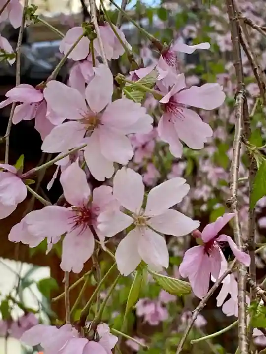 頂法寺(六角堂)(京都府)