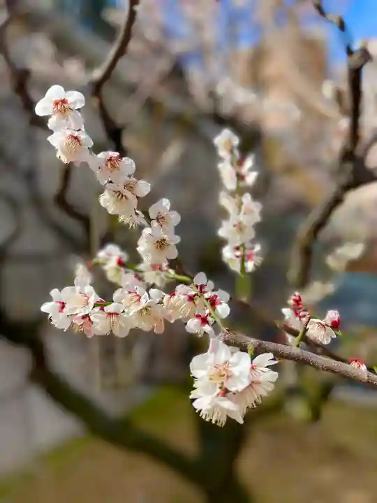 大阪天満宮の自然