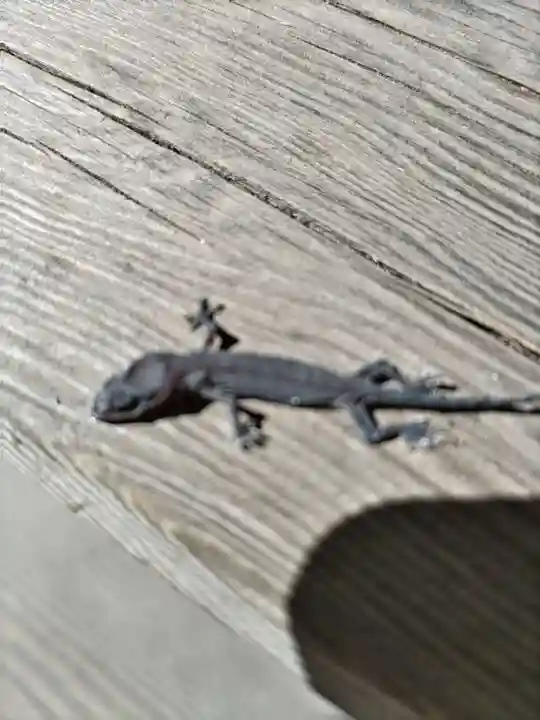 神明大神宮(神奈川県)