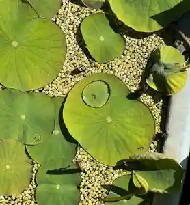 五井山 妙善院の自然(2022年05月12日(木) 19時13分26秒投稿)