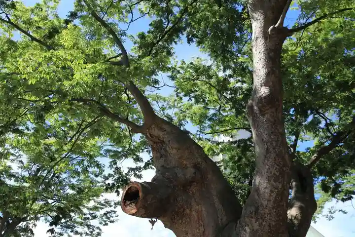 阿邪訶根神社の自然
