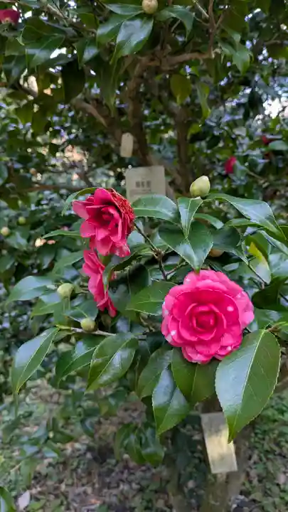 半木神社(賀茂別雷神社境外末社)(京都府)