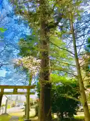 岡見八坂神社の自然