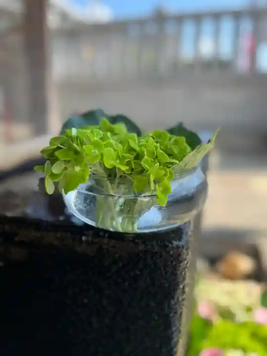 上尾御嶽神社の手水舎