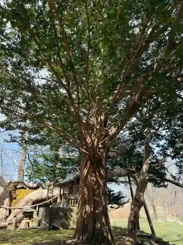 橡木山白木神社の{uncategorized: "未分類", other: "その他", undefined: "問題あり", building: "その他建物", grave: "お墓", sacred_gate: "鳥居", guardian: "狛犬", statue: "像", buddha: "仏像", history: "歴史", nature: "自然", garden: "庭園", animal: "動物", pagoda: "塔", temizu: "手水舎", mountain_gate: "山門・神門", sanctuary: "本殿・本堂", subordinate: "末社・摂社", art: "芸術", scenery: "景色", jizo: "地蔵", ema: "絵馬", goshuin: "御朱印", omikuji: "おみくじ", items: "授与品その他", amulet: "お守り", goshuincho: "御朱印帳", eats: "食事", festival: "お祭り", votive_dance: "神楽", shichigosan: "七五三参", wedding: "結婚式", experience: "体験その他", initially: "初詣", around: "周辺", anti_infection: "感染症対策"}