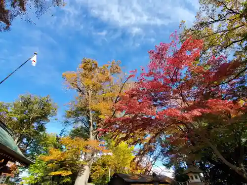日吉神社の自然