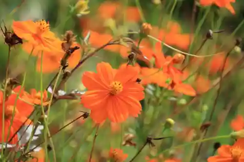 豊景神社の庭園