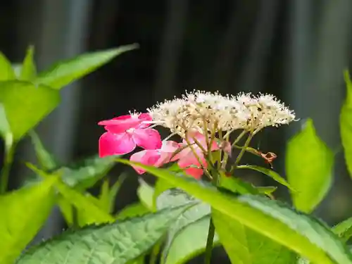 長壽寺（長寿寺）の自然