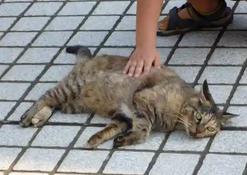最福寺別院江の島大師の動物