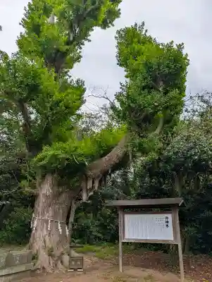 鎌数伊勢大神宮の{uncategorized: "未分類", other: "その他", undefined: "問題あり", building: "その他建物", grave: "お墓", sacred_gate: "鳥居", guardian: "狛犬", statue: "像", buddha: "仏像", history: "歴史", nature: "自然", garden: "庭園", animal: "動物", pagoda: "塔", temizu: "手水舎", mountain_gate: "山門・神門", sanctuary: "本殿・本堂", subordinate: "末社・摂社", art: "芸術", scenery: "景色", jizo: "地蔵", ema: "絵馬", goshuin: "御朱印", omikuji: "おみくじ", items: "授与品その他", amulet: "お守り", goshuincho: "御朱印帳", eats: "食事", festival: "お祭り", votive_dance: "神楽", shichigosan: "七五三参", wedding: "結婚式", experience: "体験その他", initially: "初詣", around: "周辺", anti_infection: "感染症対策"}