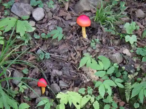 戸隠神社奥社の自然