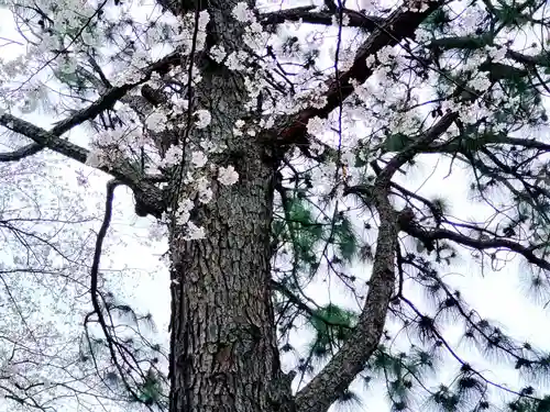 前原御嶽神社の自然