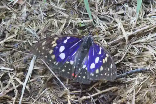 国宝 大法寺の動物
