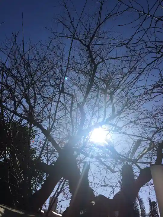 麻布氷川神社の自然