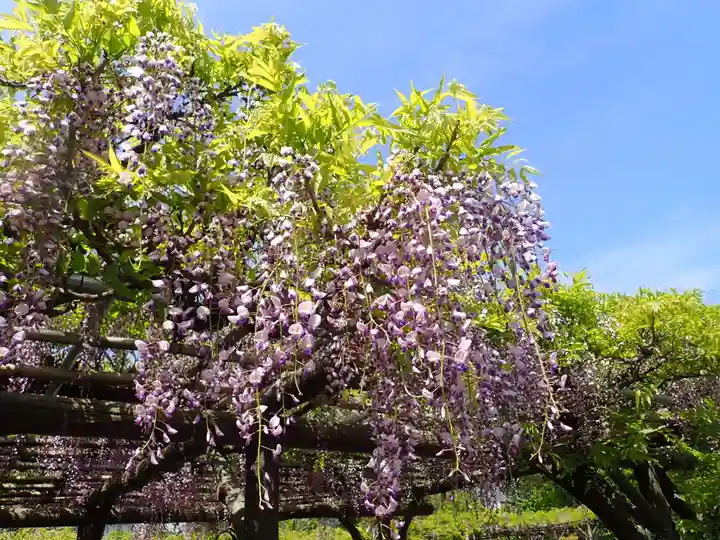 亀戸天神社(東京都)