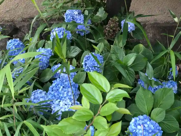 今戸神社の自然