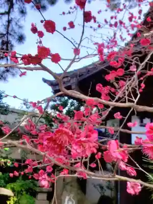 玄国寺(東京都)