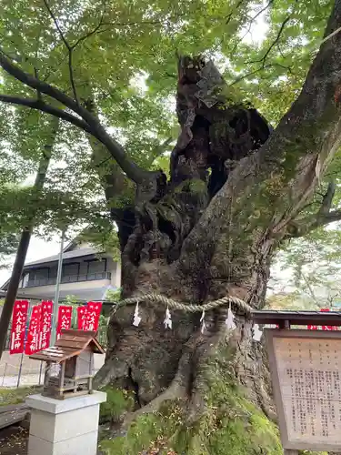 秩父今宮神社の自然