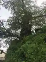 武蔵御嶽神社の自然