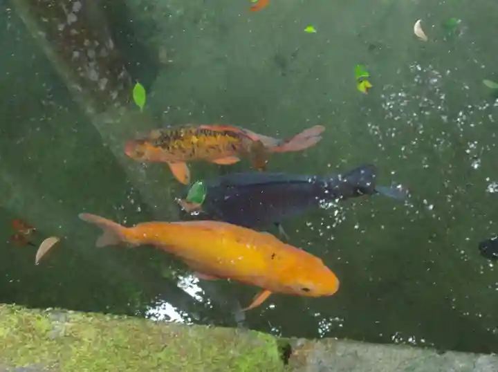 鹿島神宮の動物