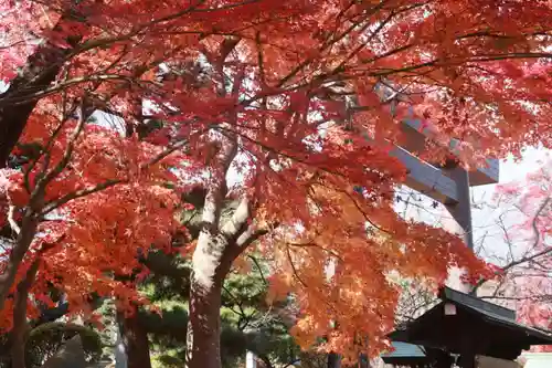 開成山大神宮の鳥居