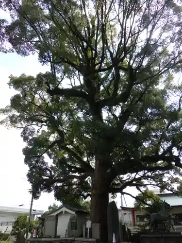 津田八幡神社の自然