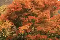 高司神社〜むすびの神の鎮まる社〜の自然