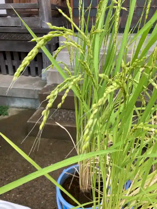 總社 和田八幡宮の庭園