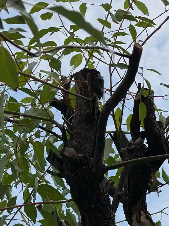 石屋神社の動物