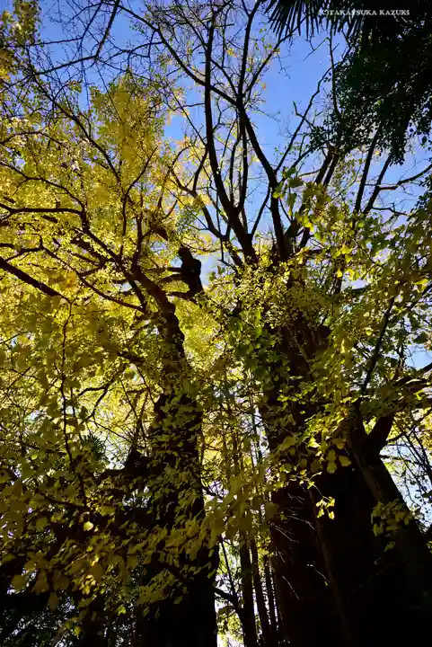 王子神社(東京都)