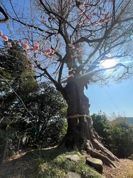 荏柄天神社(神奈川県)