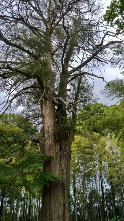 明星院(埼玉県)