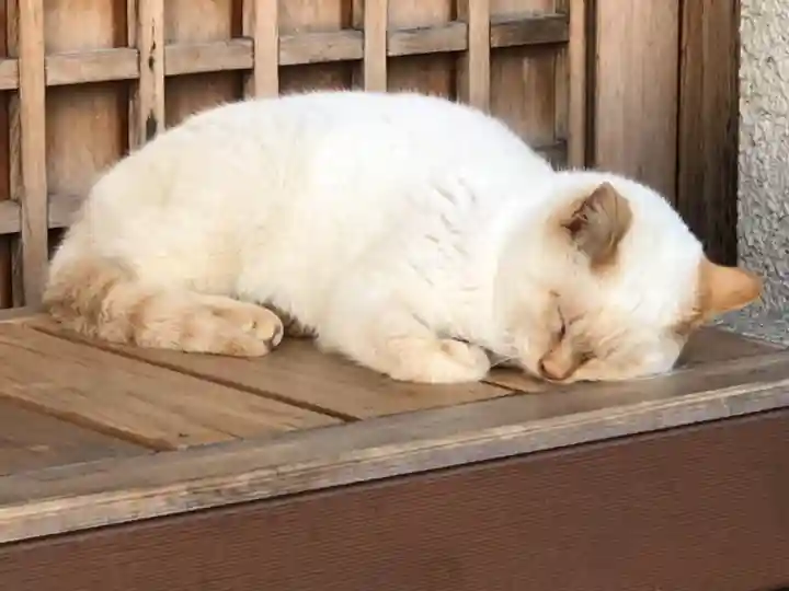 石切劔箭神社の動物
