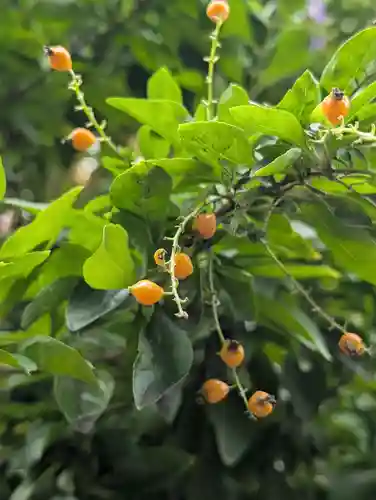 妙安寺(東京都)