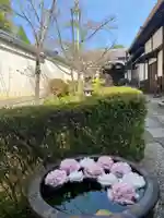 金光院の手水舎