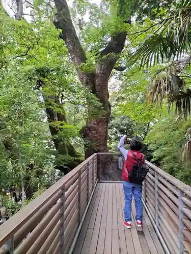 來宮神社(静岡県)