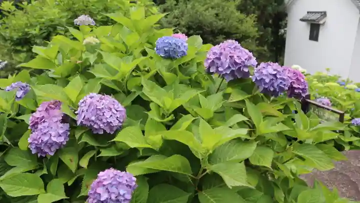 柳谷観音 楊谷寺(京都府)