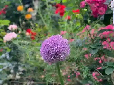 曽我浅間神社の自然