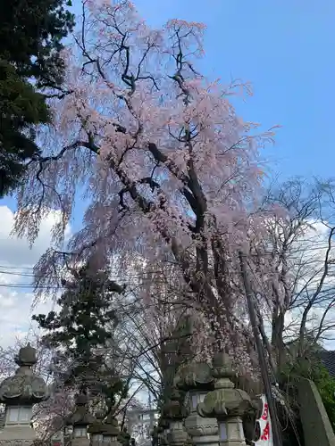 神炊館神社 ⁂奥州須賀川総鎮守⁂の景色