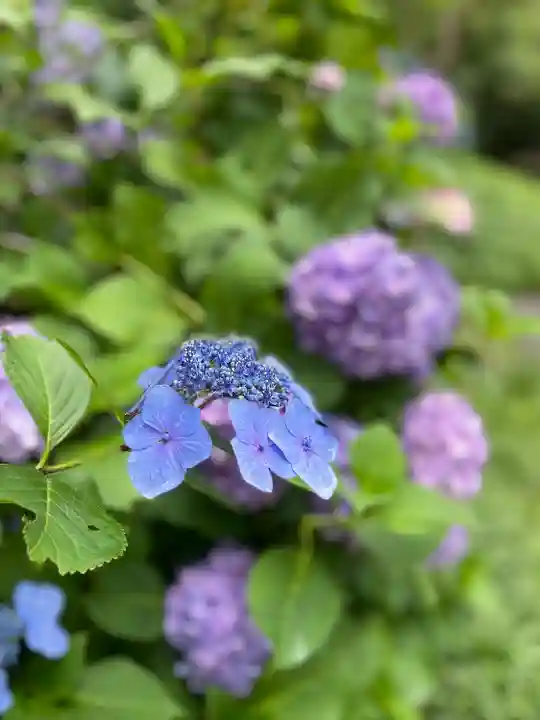大縣神社の自然