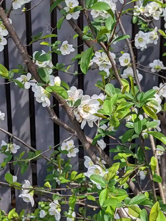 知恩院(京都府)