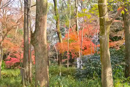 賀茂御祖神社（下鴨神社）(京都府)