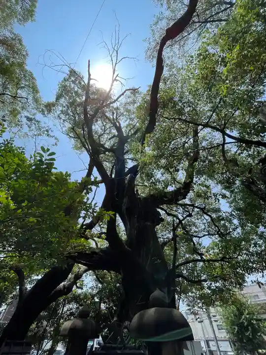 若一神社の自然