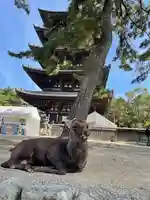 興福寺の動物