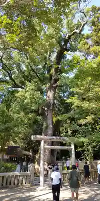 伊弉諾神宮(兵庫県)