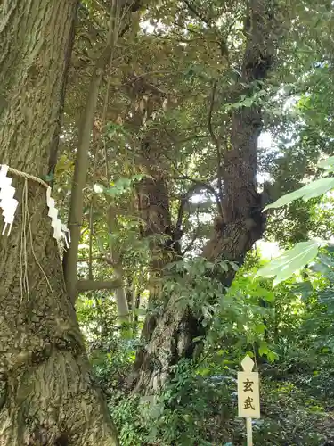 須天熊野神社の自然