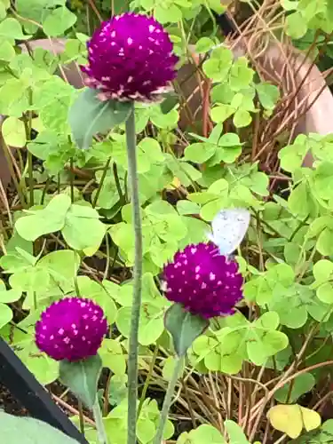 今戸神社の自然