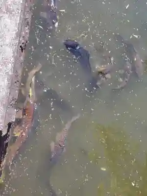 白山神社（山下町）の動物